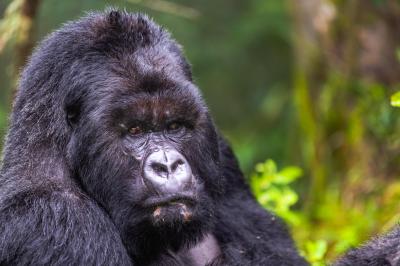Gorilla Trekking - Sabyinyo Silverback Lodge
