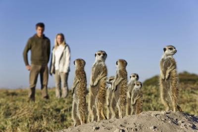 Meet the Meerkats