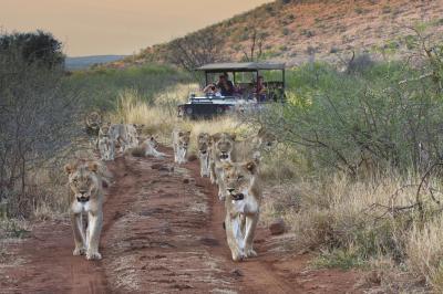 Game Drives