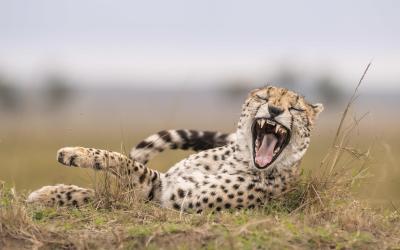 Mara-Meru Cheetah Project