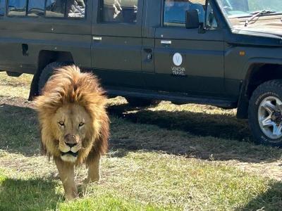 Ngorongoro Crater Game Drives 