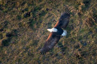 Wilderness Shumba – Birding