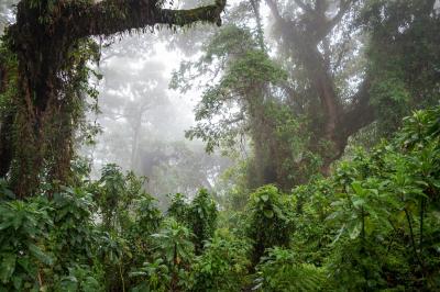Bisate Lodge – Hike To Dian Fossey’s Grave & Karisoke