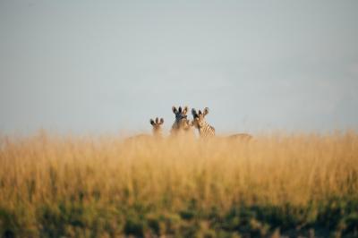 Game Drives and Night Drives 