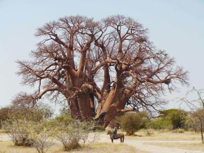 Fallen Baobab