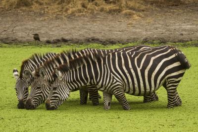 Day Excursions Lake Manyara National Park or Olduvai Gorge
