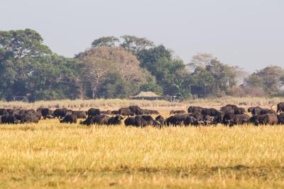 Wilderness Busanga Bush Camp – Game Drives