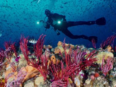 Scuba Diving