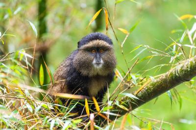 Golden Monkey Trekking - Sabyinyo Silverback Lodge