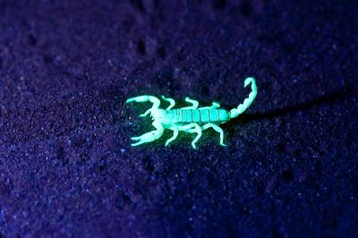 Guided Scorpion Night Walks