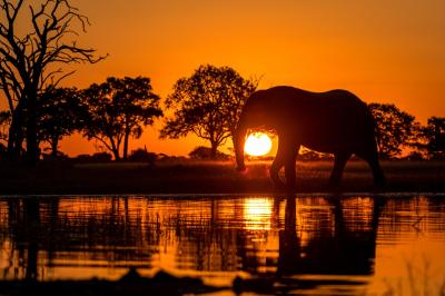 Wilderness Davison's – Night Drives