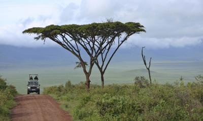 ONE DAY NGORONGORO CRATER OR LAKE MANYARA SAFARI