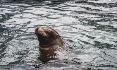 Swim with the seals