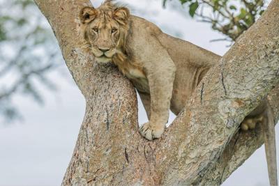 Kyambura Lion Monitoring Project