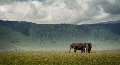 Ngorongoro Crater and Migration Calving