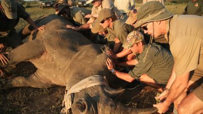 Rhino Conservation Experience 