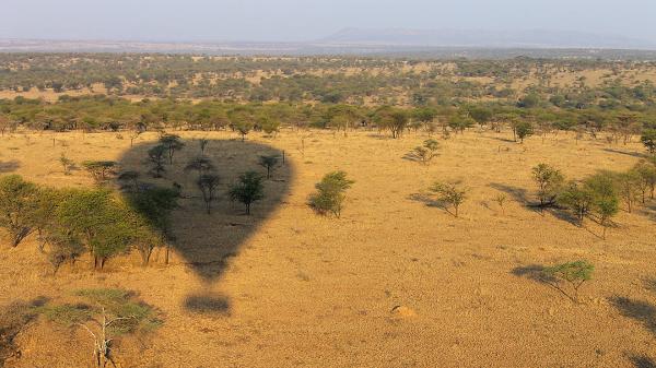 Balloon safari in Tarangire 