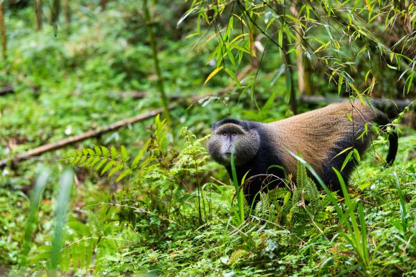 Sabyinyo Silverback Lodge 