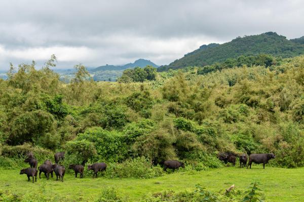 Sabyinyo Silverback Lodge 