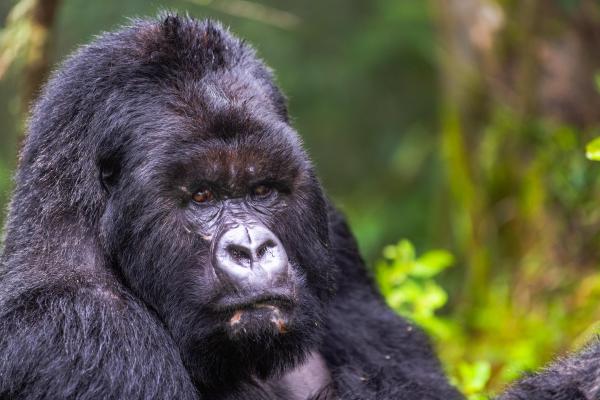 Sabyinyo Silverback Lodge 