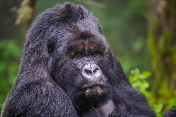 Sabyinyo Silverback Lodge 