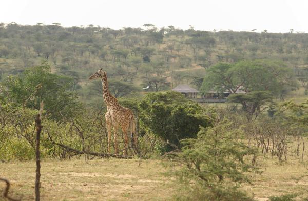 Leopard Hill Masai Mara