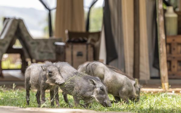 Little Governors' Camp 