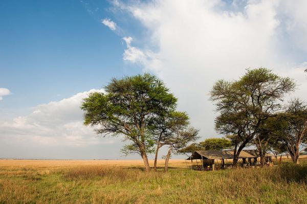 Vast savanna landscape with acacia trees under a blue sky in the Serengeti.