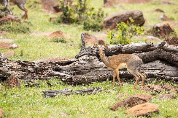 Mara Nyika Camp