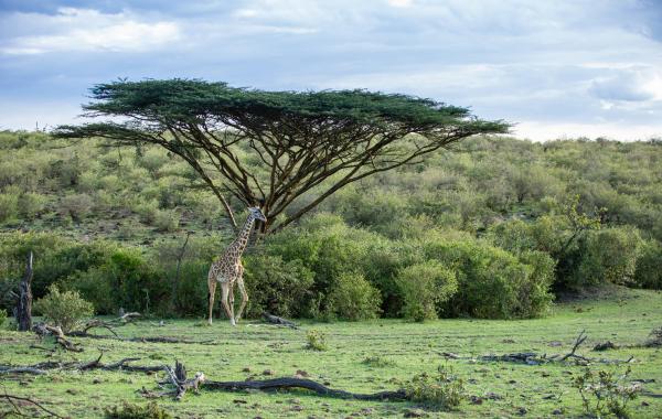 Mara Nyika Camp