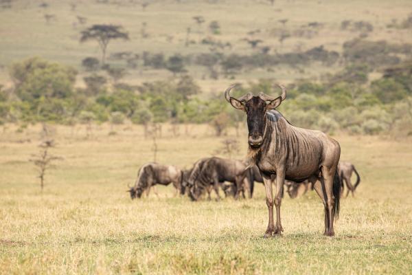 Mara Nyika Camp