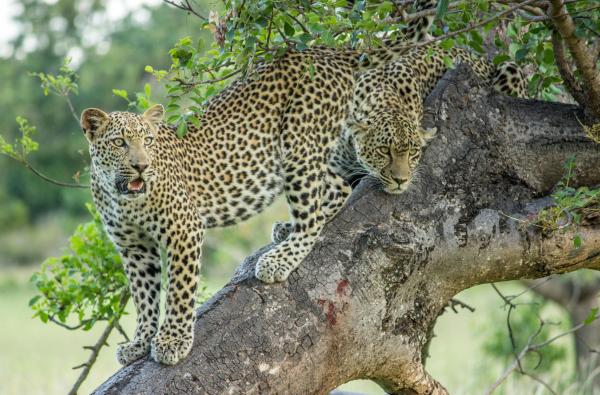 Cheetah Plains Private Game Reserve 