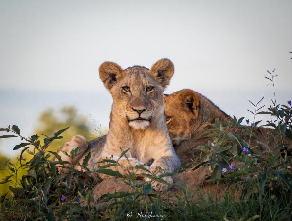 Dulini River Lodge 