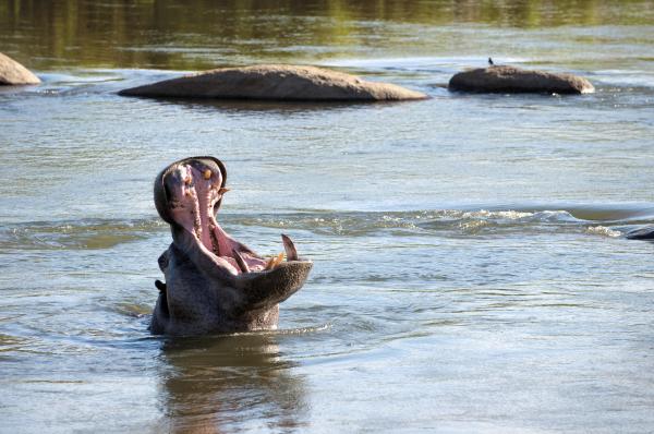 Lion Sands River Lodge 