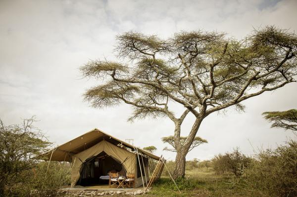 Exterior view of a secluded luxury canvas tent nestled under a large acacia tree.