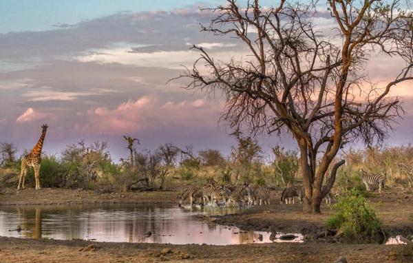 Tuningi Safari Lodge