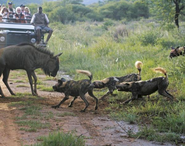 Tuningi Safari Lodge