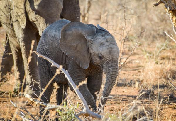 Madikwe Safari Lodge