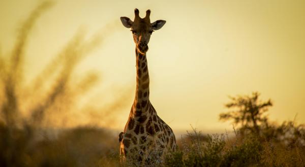 Madikwe Safari Lodge