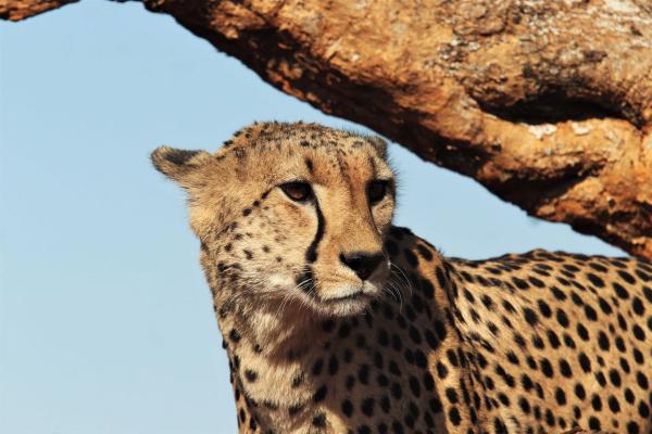 Madikwe Safari Lodge