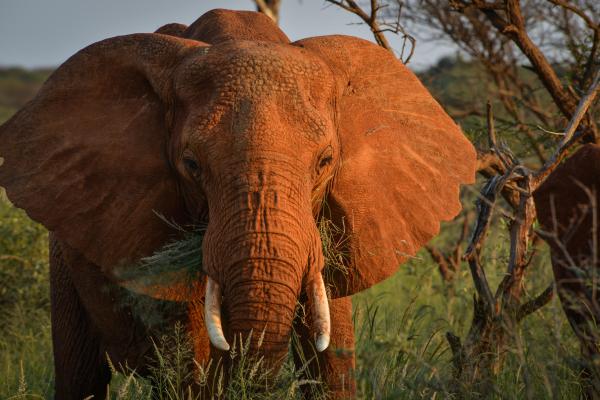 Madikwe Safari Lodge