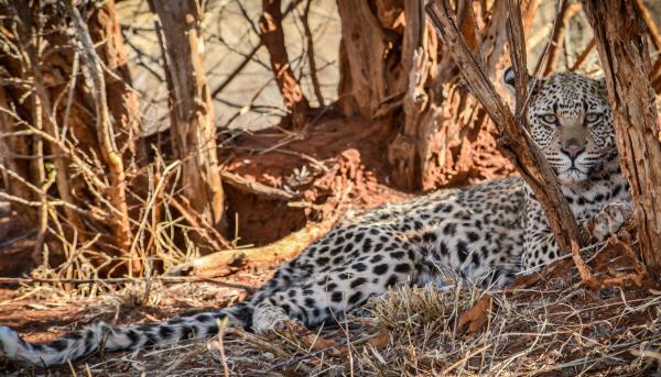 Madikwe Safari Lodge