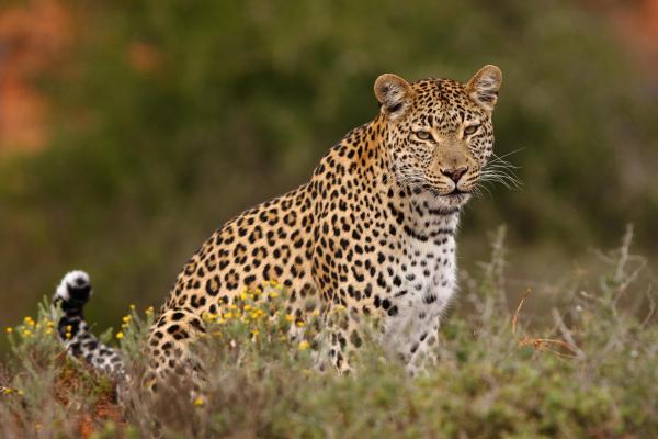 Bayethe Tented Lodge