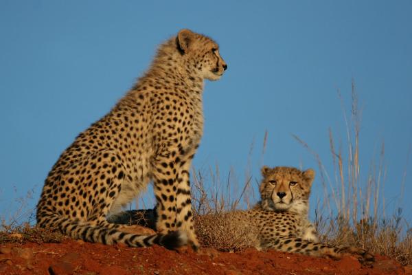 Bayethe Tented Lodge