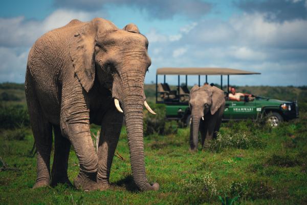 Shamwari Eagles Crag Lodge