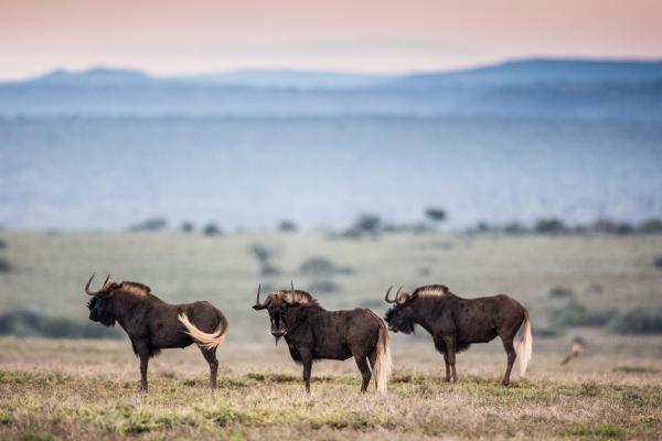 Kwandwe Great Fish River Lodge