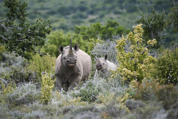 Kwandwe Great Fish River Lodge