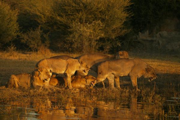 Duba Plains Camp