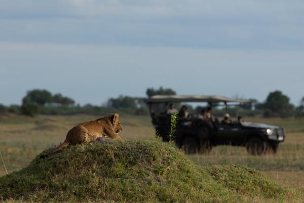 Duba Plains Camp