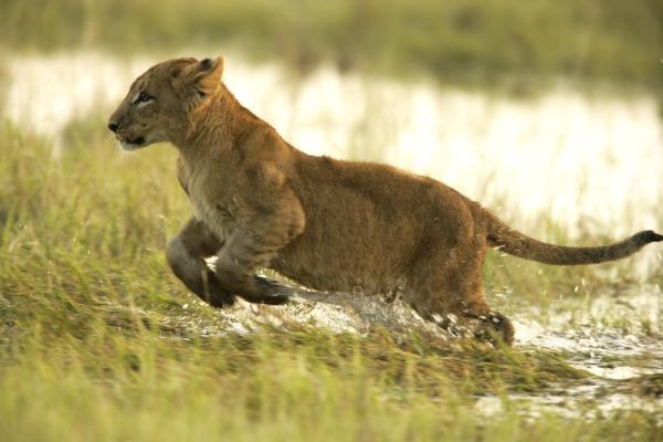 Duba Plains Camp